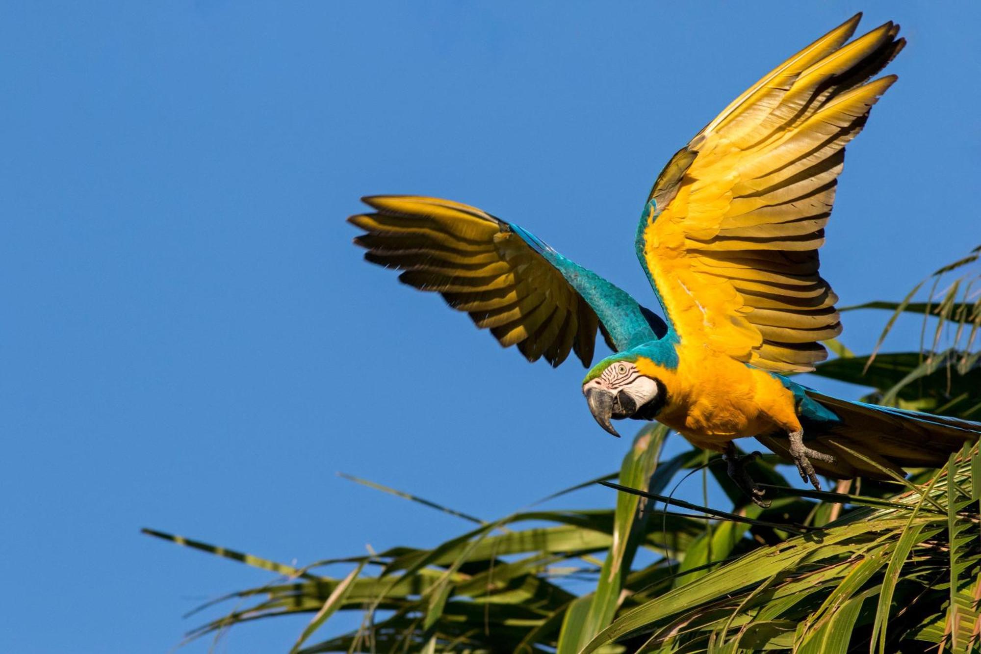 Caiman Lodge - Cuyabeno Nature Amazon Tour Eksteriør bilde