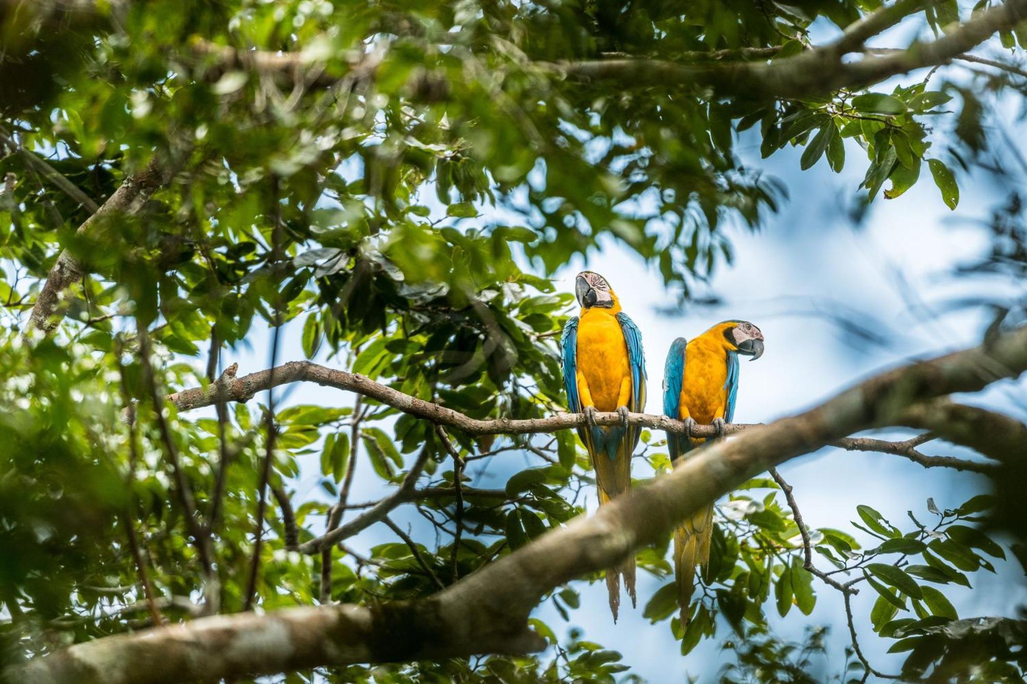 Caiman Lodge - Cuyabeno Nature Amazon Tour Eksteriør bilde