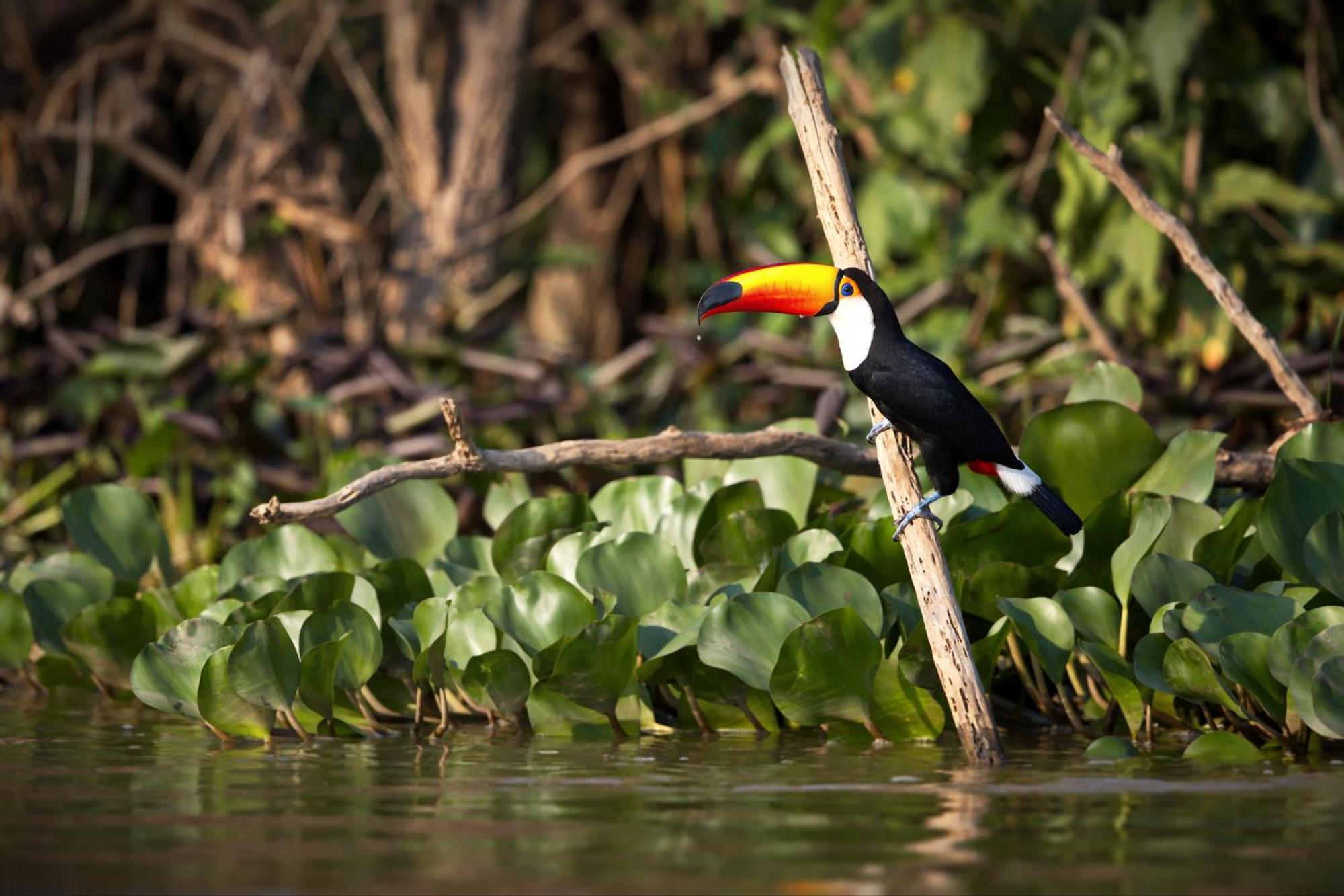 Caiman Lodge - Cuyabeno Nature Amazon Tour Eksteriør bilde