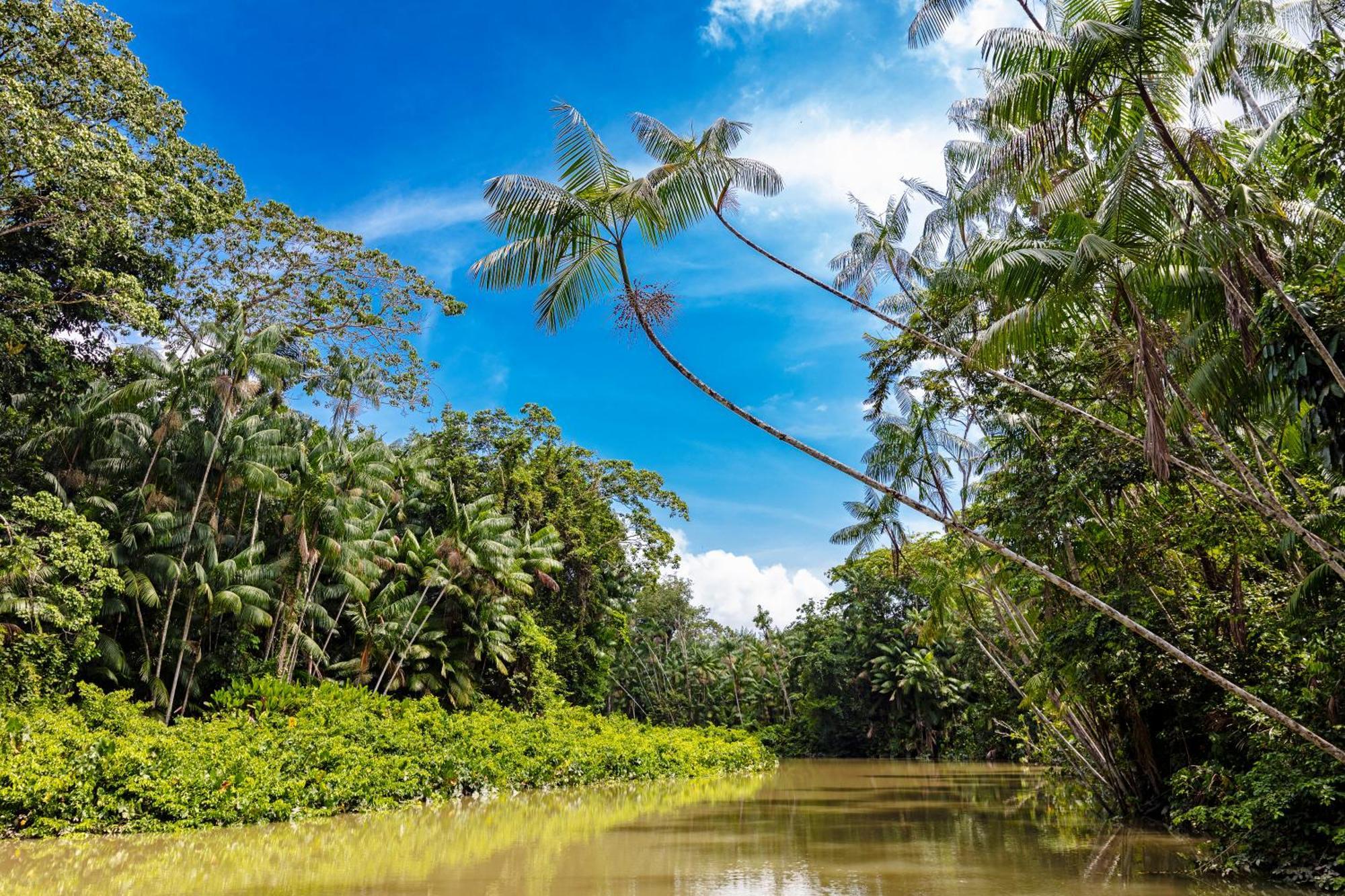 Caiman Lodge - Cuyabeno Nature Amazon Tour Eksteriør bilde